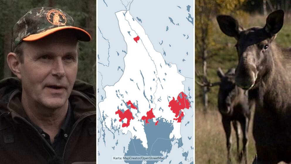 Tredelad bild. Till vänster syns Anders Olsson, ordförande i Jägareförbundet Värmland, med en militärfärgad keps. I mitten syns en karta över området i Värmland och till höger syns två älgar.
