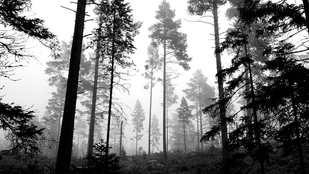 Klimatförändringen kommer i framtiden att ge betydligt mycket mer skog för avverkning i Sverige.