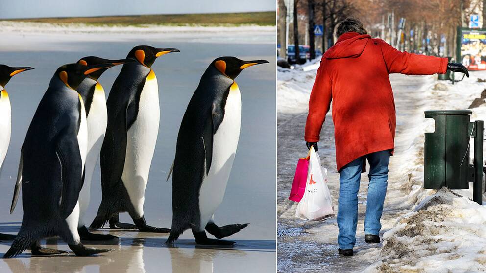 Behåll hela foten i underlaget och ha ingenting i händerna – som en pingvin – så slipper du halka i vinter.