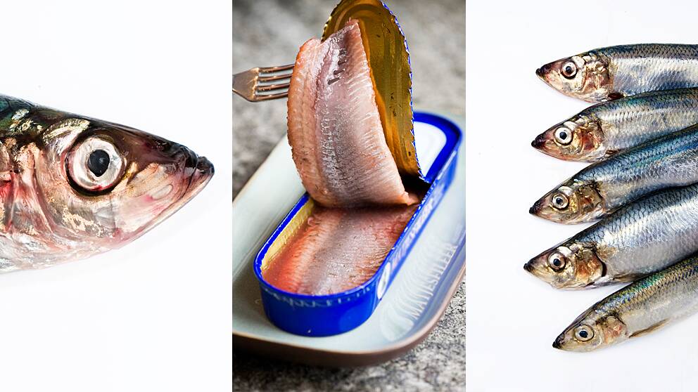 Fisk som fisk? Nej så klart inte – inte ens sill och strömming som är så lika är helt identiska, visar ny svensk forskning.