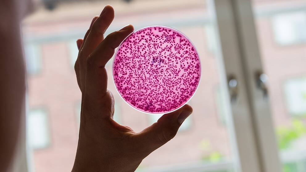 Odlingsplatta med bakterier, varav några är resistenta mot antibiotika, på laboratoriet vid antibiotikaforskningsenheten Klinisk mikrobiologi i Uppsala.