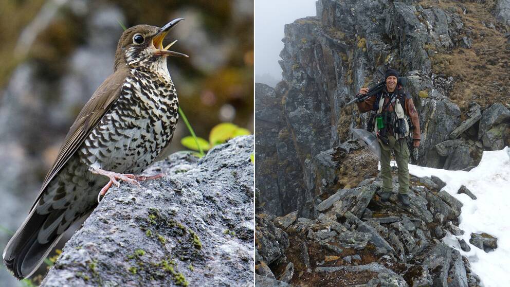 Himalayatrast är namnet på en helt ny fågelart som har upptäckts av forskningsgrupp ledd av uppsalaprofessorn Per Alström. 