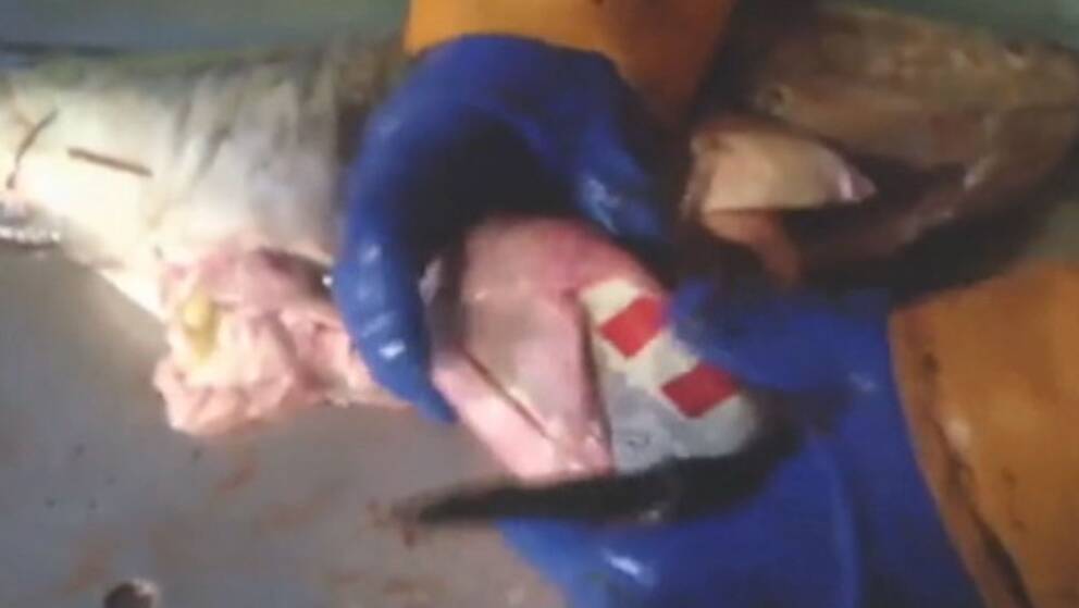 Ölburkar i magen på torsken vardag för fiskarna i Öresund