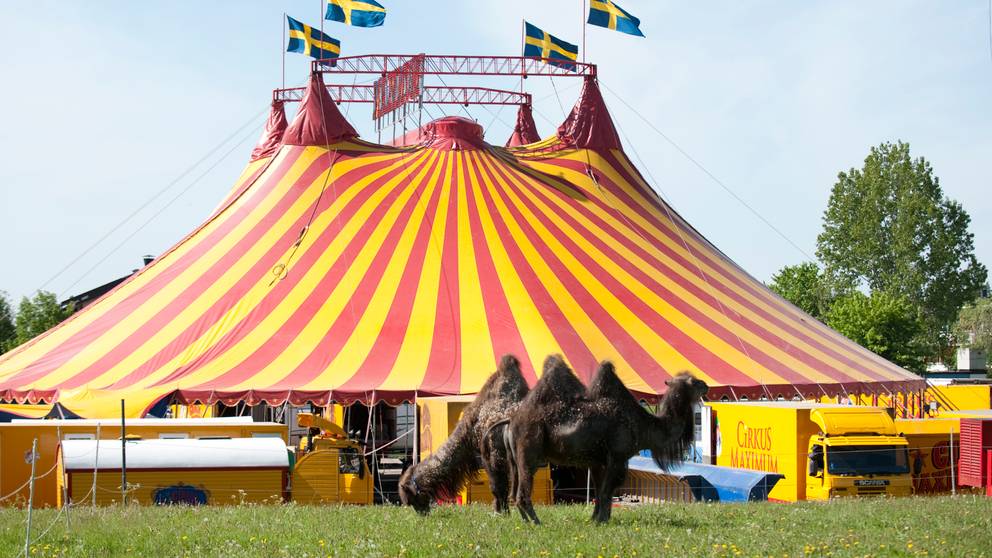 Läktare rasade under cirkusföreställning | SVT Nyheter