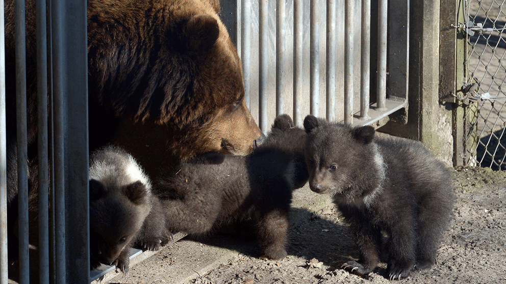 Björnhonan Lill-Babs med sina ungar som tittade ut från idet på Skansen i veckan.