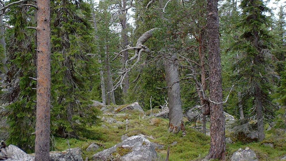 bild på skog i Stårbatjvare naturreservat i Arjeplog
