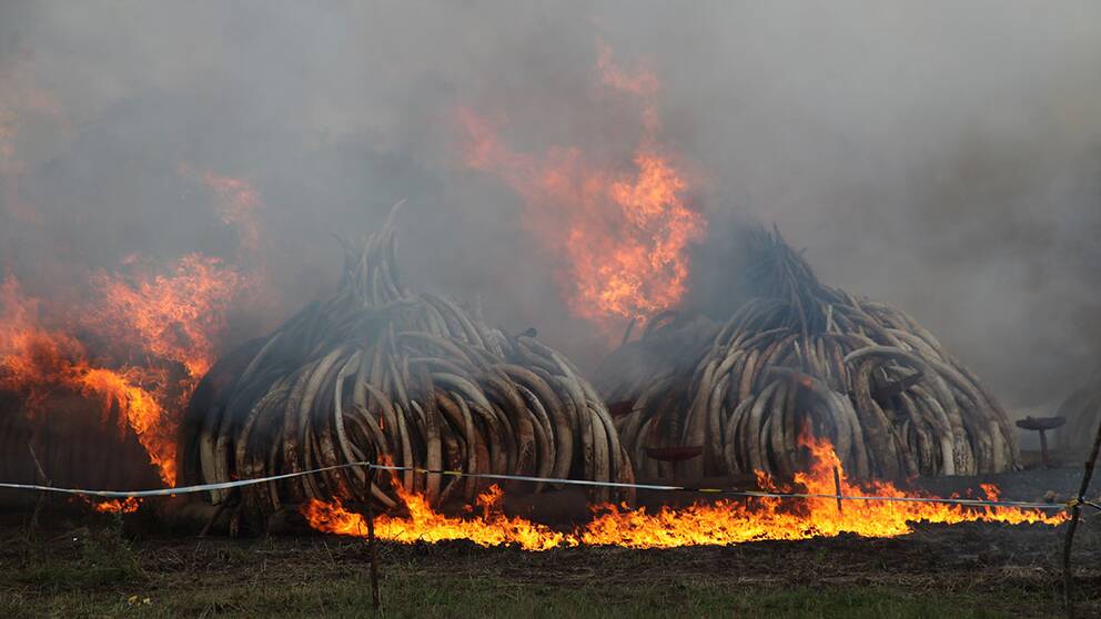 Kenya har samlat ihop över 100 ton elfenben, motsvarande 5 procent av världens lager, och 1,35 ton noshörningshorn. Enligt BBC har hornen och betarna ett värde på gatan av motsvarande 1,44 miljarder svenska kronor.