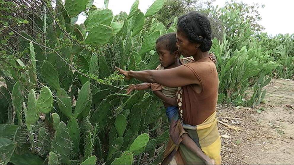 – Ingenting växer här, så vi måste äta kaktus. Men barnen är svaga och sjuka. Om det blir värre är jag rädd för att vi dör, säger Loharano.