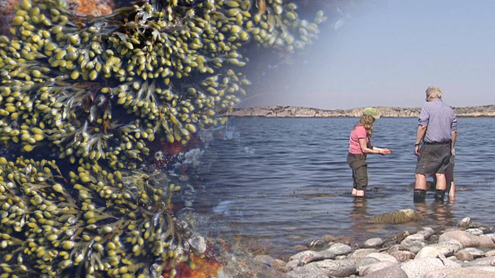 Montage av bild på blåstång och bild på tre personer som står i vattnet.