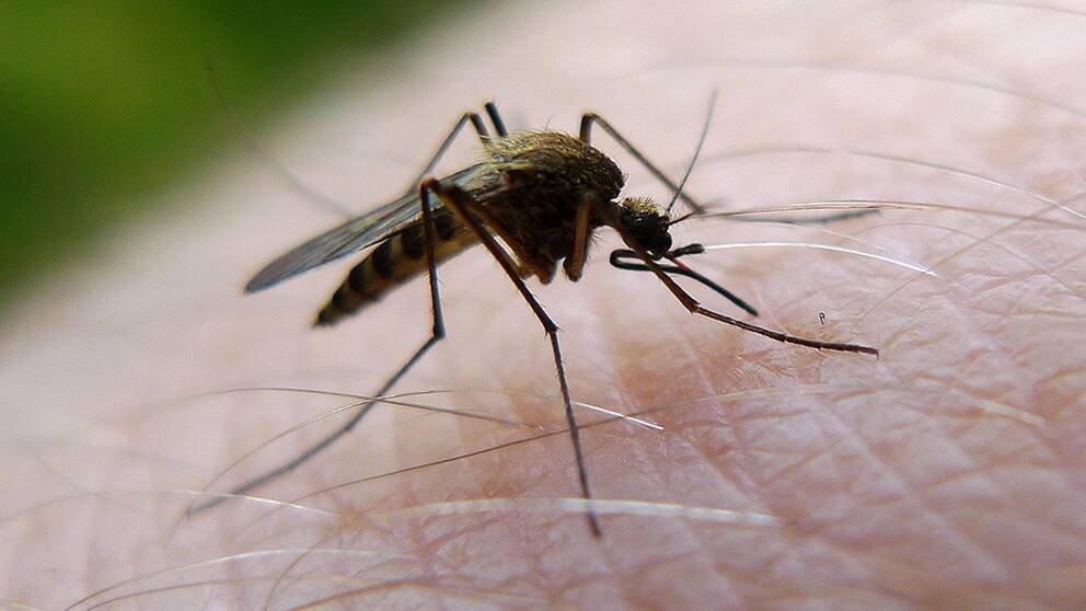 En mygga sticker en man på handen
