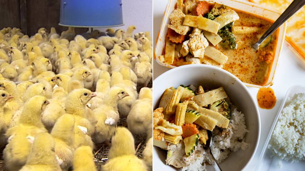 När man väljer att äta kyckling på en vanlig lunchrestaurang kan det vara bra ur klimatperspektiv, men ofta har kycklingen ett baggage med sig vad gäller användningen av antibiotika, enligt Anna Richert på WWF som varit med och tagit fram den nya Köttguiden.