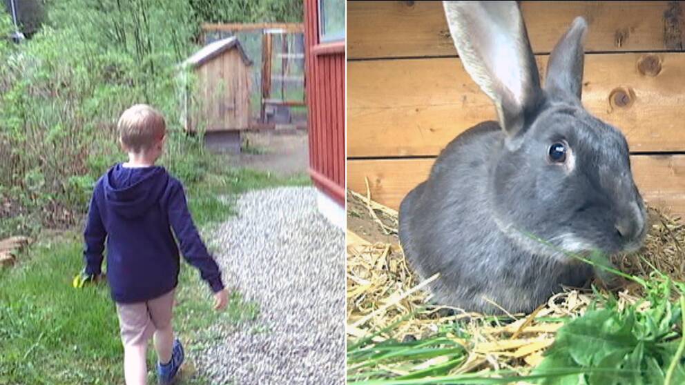 Rasmus och hans kanin.