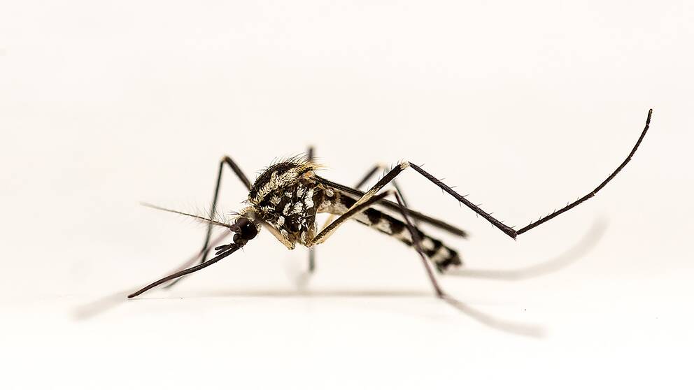 Trädhålsmygga – Aedes geniculatus