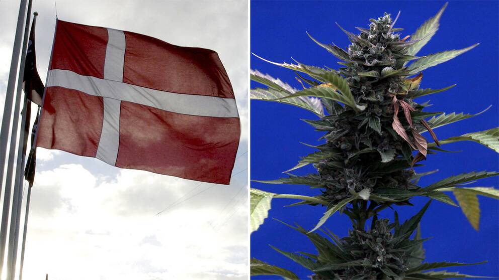 Bilden är en diptyk av en danskflagga och en cannabisknopp.