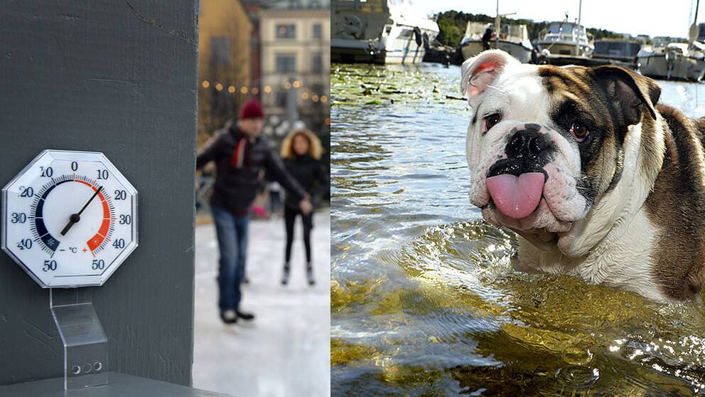 Höga temperaturer på skridskobanan i Kungsträdgården, Stockholm i december, och en hund som badar en varm sommardag.