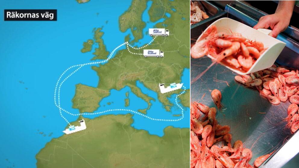 Räkor skickas från Sverige till både Baltikum och Marocko för att skalas, och skickas sedan tillbaka.