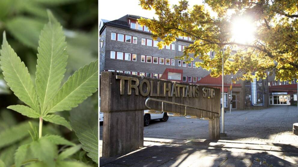 cannabis, Trollhättans stadshus