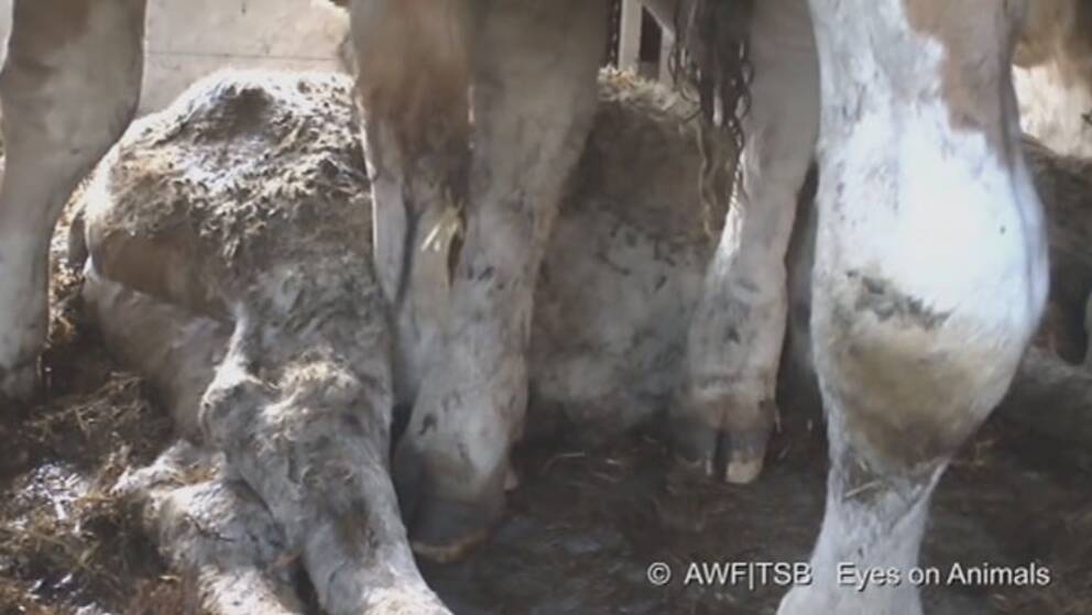 Vanvårdade kor i djurtransport