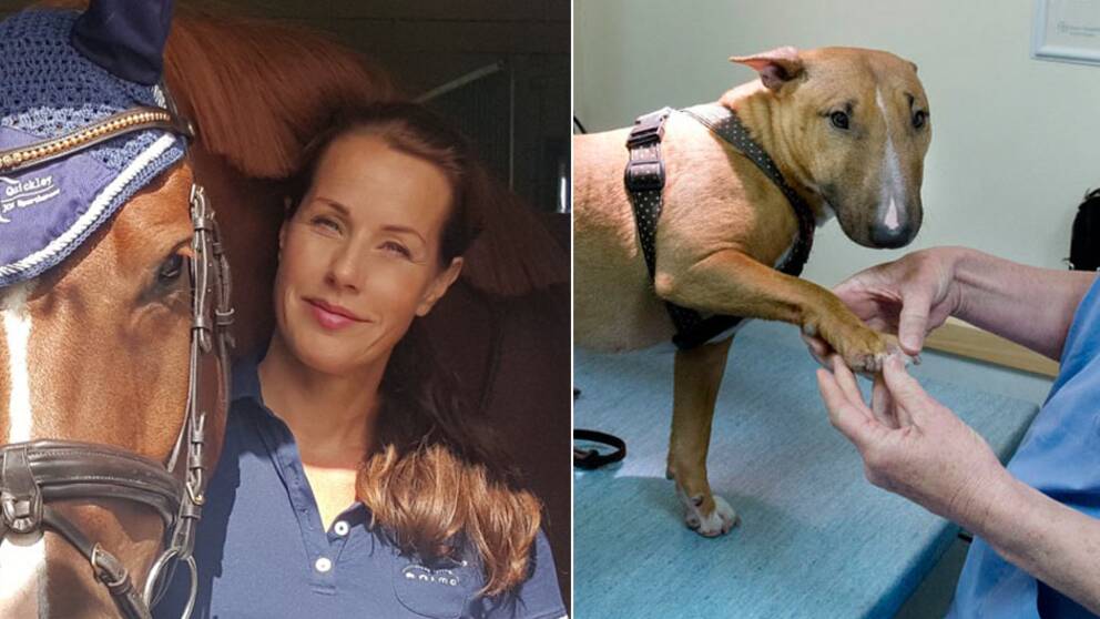 Skribenten, hästjournalisten och ponnymamman Ulrika Fåhraeus. Till höger genrebild på hund hos veterinär.