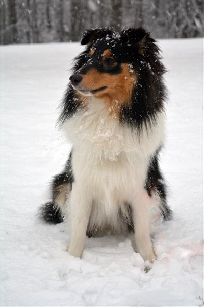 I dag har det kommit snö till uppskattning för både mig och hunden , och blåsten har börjat bli starkare under dagen!, skriver Emilia Jakobsson.