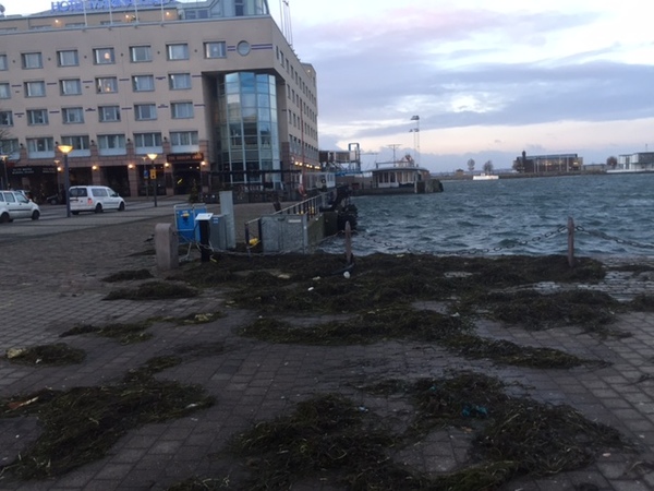 Vindbyarna piskade Öresund under natten. På marken vid kajen i Helsingborg ligger drivor med tång som har spolats upp på land efter Gorms härjningar. Foto: Per Lärka
