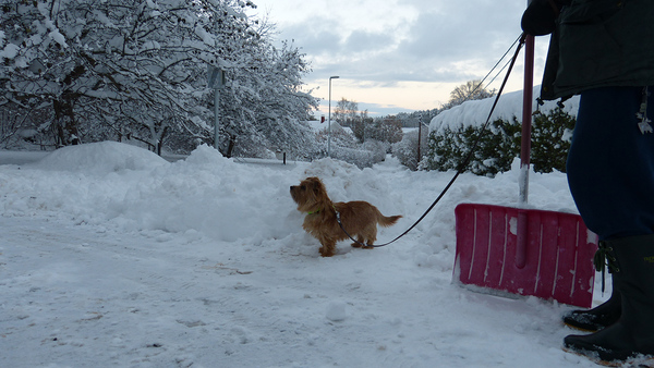 I Täby får man skotta själv ifall man vill komma fram. En halvmeter snö och ingen plogning på över två dygn. Inte underligt att bilar fastnar i backarna, skriver Astrid Fyhr.