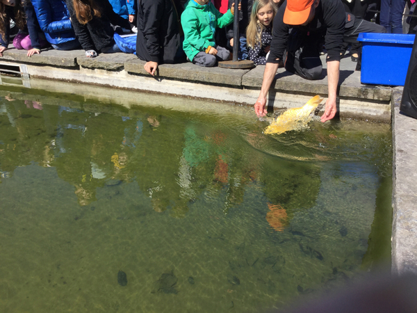 [Göteborg] Den första koi-karpen är utsläppt under det japanska valborgsfirandet på Botaniska.