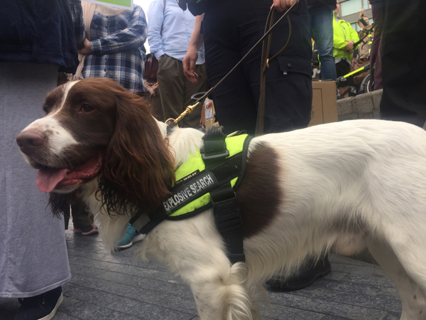 En bombhund på manifestationen i Potterfield Park.