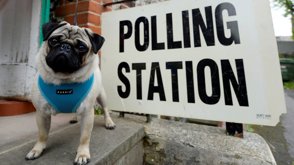 Under morgonen har hashtaggen dogsatpollingstation trendat på Twitter. Många tar med sig hunden till vallokalen. Här en jycke i Brighton. TT