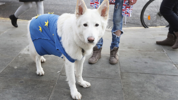 Den här hundens ägare passar på att puffa för EU. Foto: TT