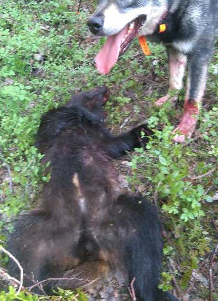 Bild på den döda järven från 37-åringens telefon som skickades till den huvudmisstänkte. Foto: Polisen