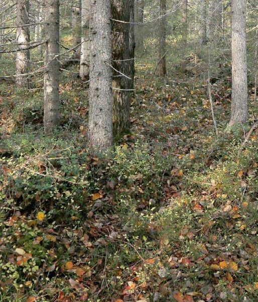 Platsen där järven ska ha dödats enligt åklagaren. Foto: Polisen