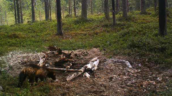 Bild på järven från åtelkameran. Foto: Polisen