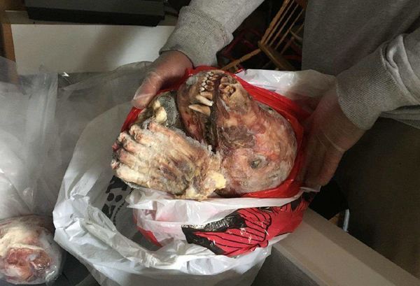 Ett annat björnhuvud som hittades i den åtalades frys men som polis senare kunde konstatera var lagligt skjuten. Foto: Polisen