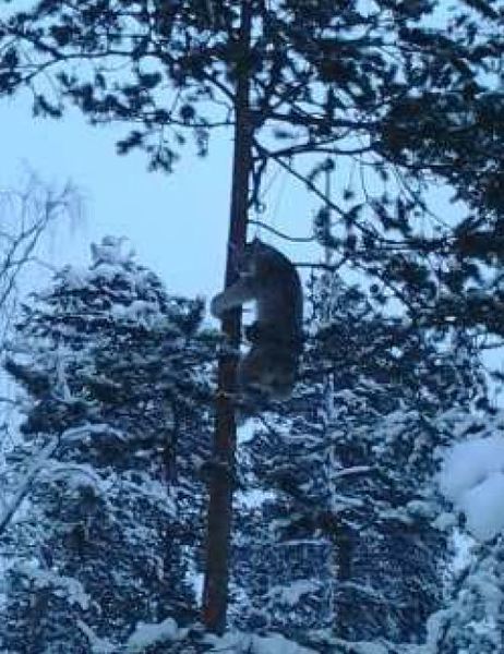 En bild på ett lodjur hängades i ett träd hittades i den huvudmisstänktes telefon. Foto: Polisens förundersökning