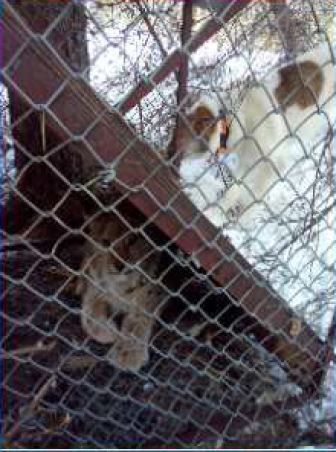 Bild på lodjur i fälla hittades i den huvudmisstänktes telefon vilket är ett av åklagarens bevis mot mannen. Foto: Polisens förundersökning