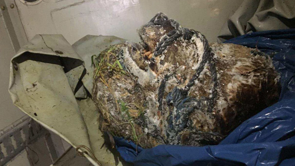 Björnskallen som hittades i den åtalades frys hade ett rep lindat kring nos och mun. Foto: Polisen