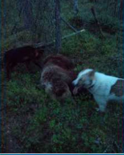 Björn från åtalspunkt 11 om grovt jaktbrott. Foto: Polisens förundersökning