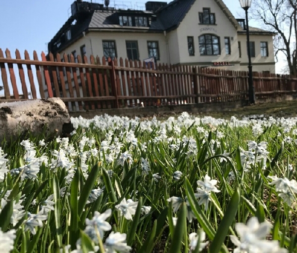 Vårkänslor i Sigtuna. Foto: SVT