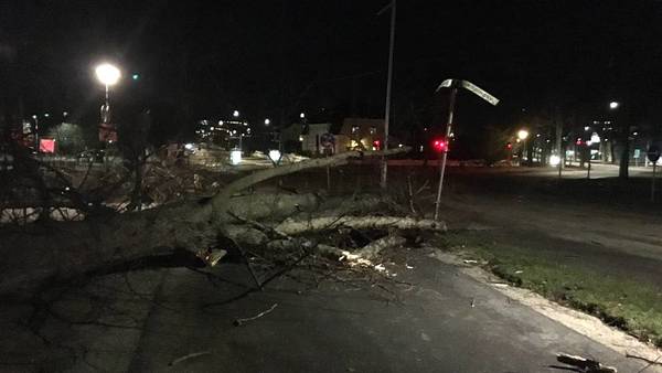 Ett av flera nedfallna träd i Norrköping. FOTO: Carl Larsson/SVT