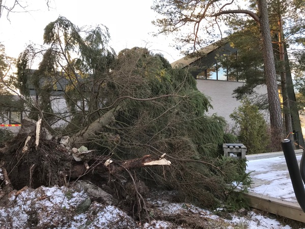 Den kraftiga blåsten har fått ett träd att falla ner över den katolska kyrkan i Märsta under morgonen.