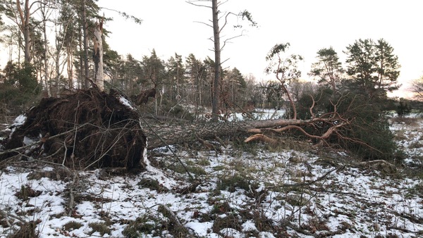 Flera stora tallar har blåst ner i Råby.