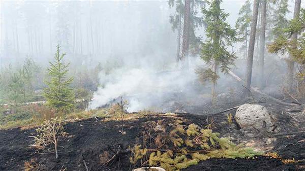 Släckningsarbete i höjd med Seglingsberg i skogsbrandsområdet i Västmanlan på onsdagen. Foto: TT