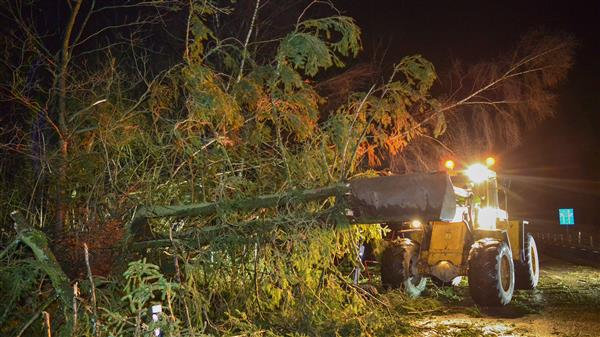 Ett träd som hänger över väg 13 i Hörby röjs undan sedan det knäckts av stormen Alexander. Foto: TT